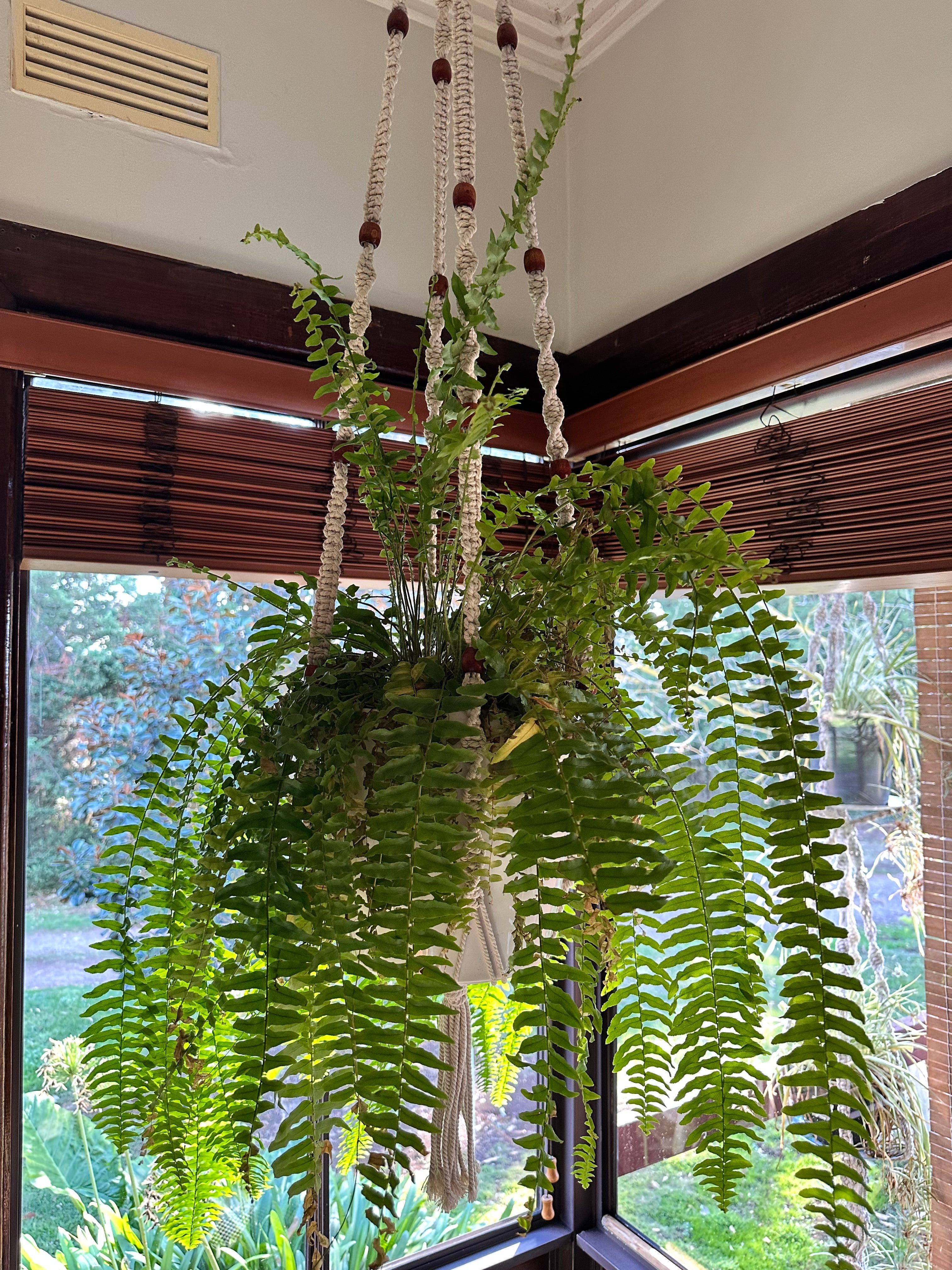 Macrame Plant Holders