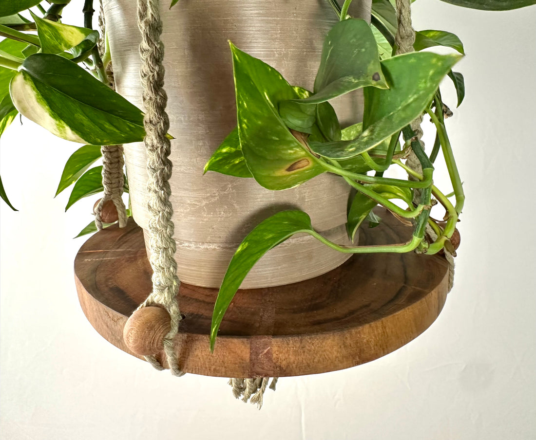 121cm Olive Macrame Hanger with a Timber Base