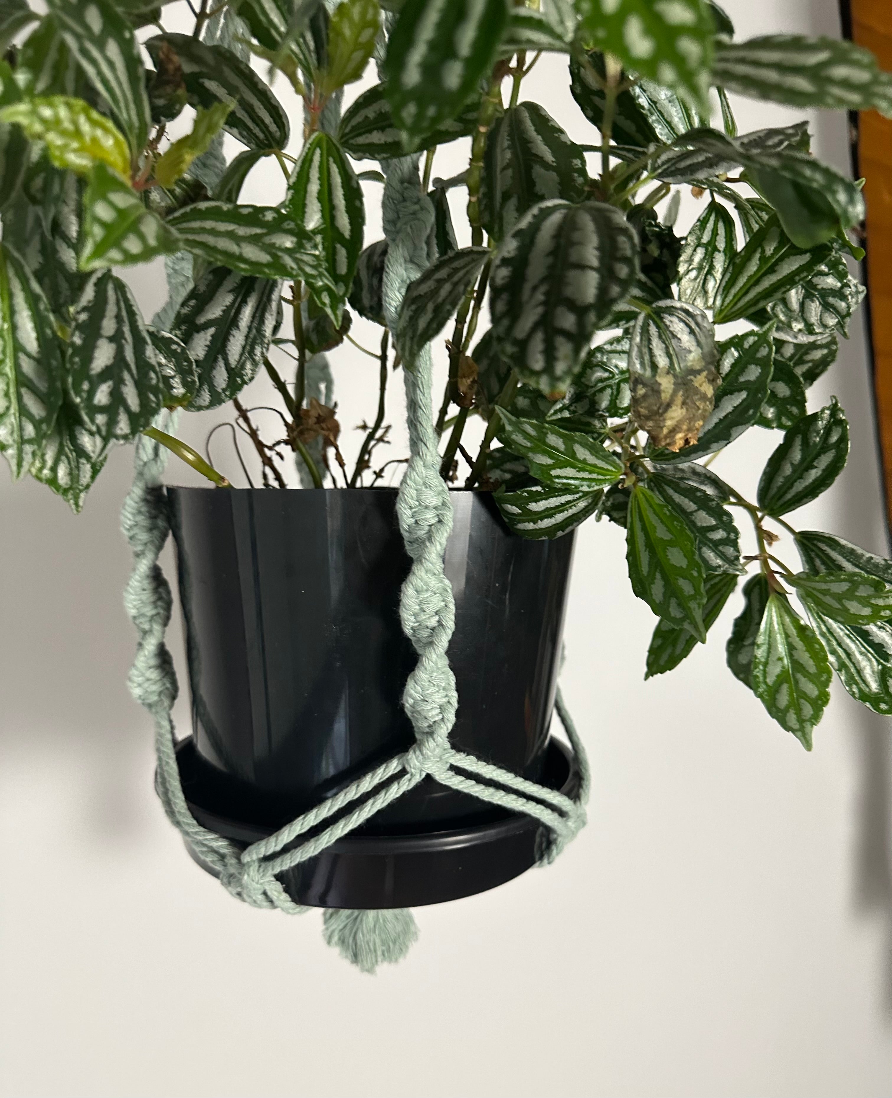 104cm Sage Macrame Plant Hanger